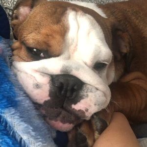 Meet your Posher, Brie